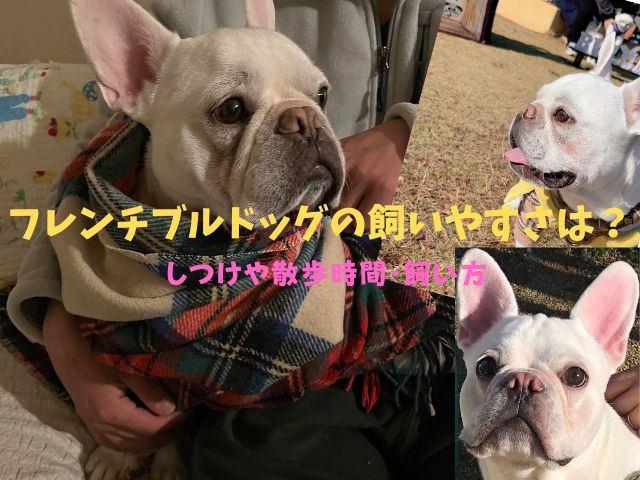 フレンチブルドッグ 飼いやすさ