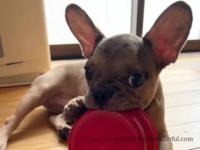 フレンチブルドッグ 飼いやすさ