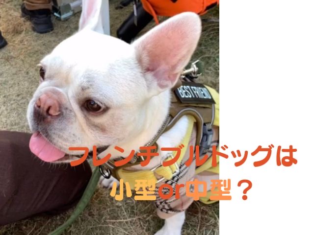 フレンチブルドック 小型 中型